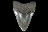 Fossil Megalodon Tooth - Georgia #109376-1